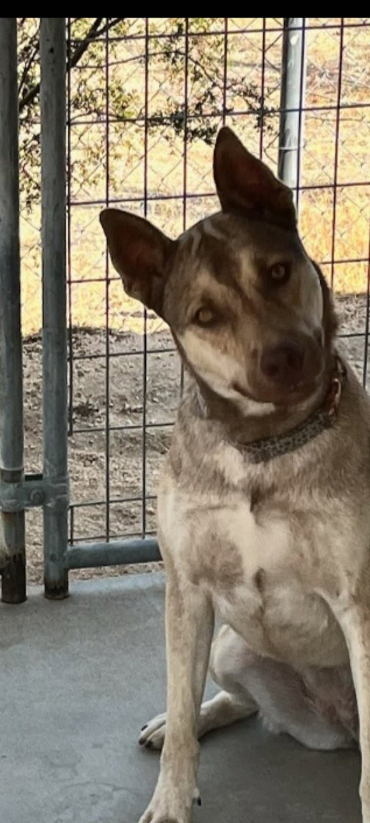 Harley - Labrador Retriever