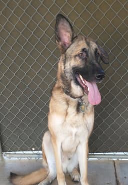Maverick image 1