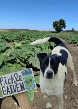 Pickles image 1