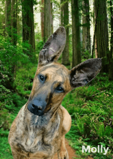 Molly image 1