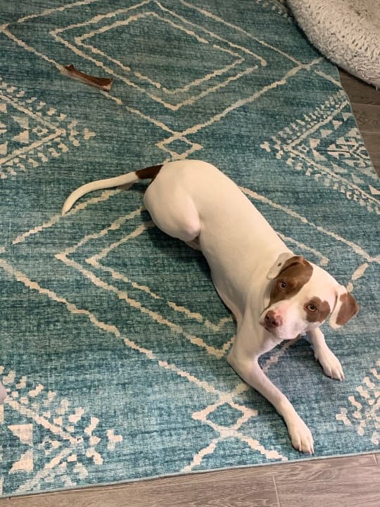 Layla - Staffordshire Bull Terrier