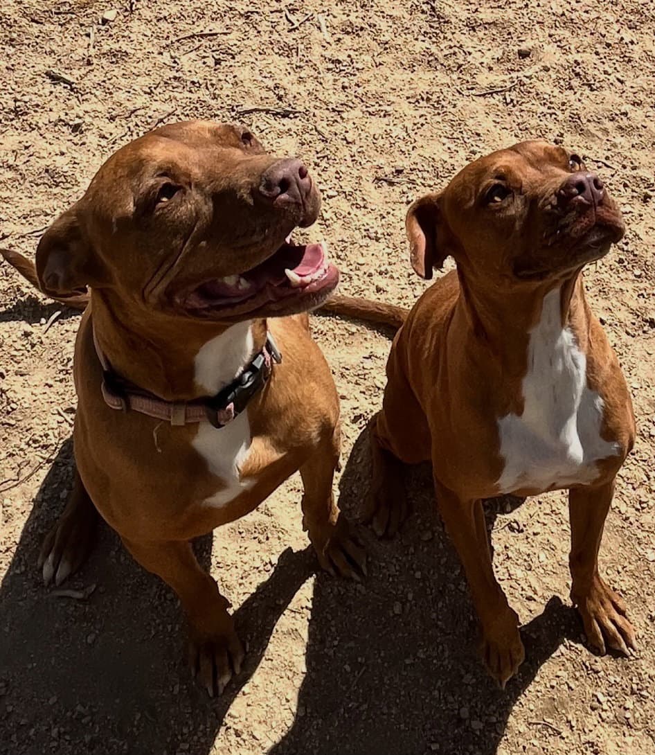Ty And Troy - Boxer