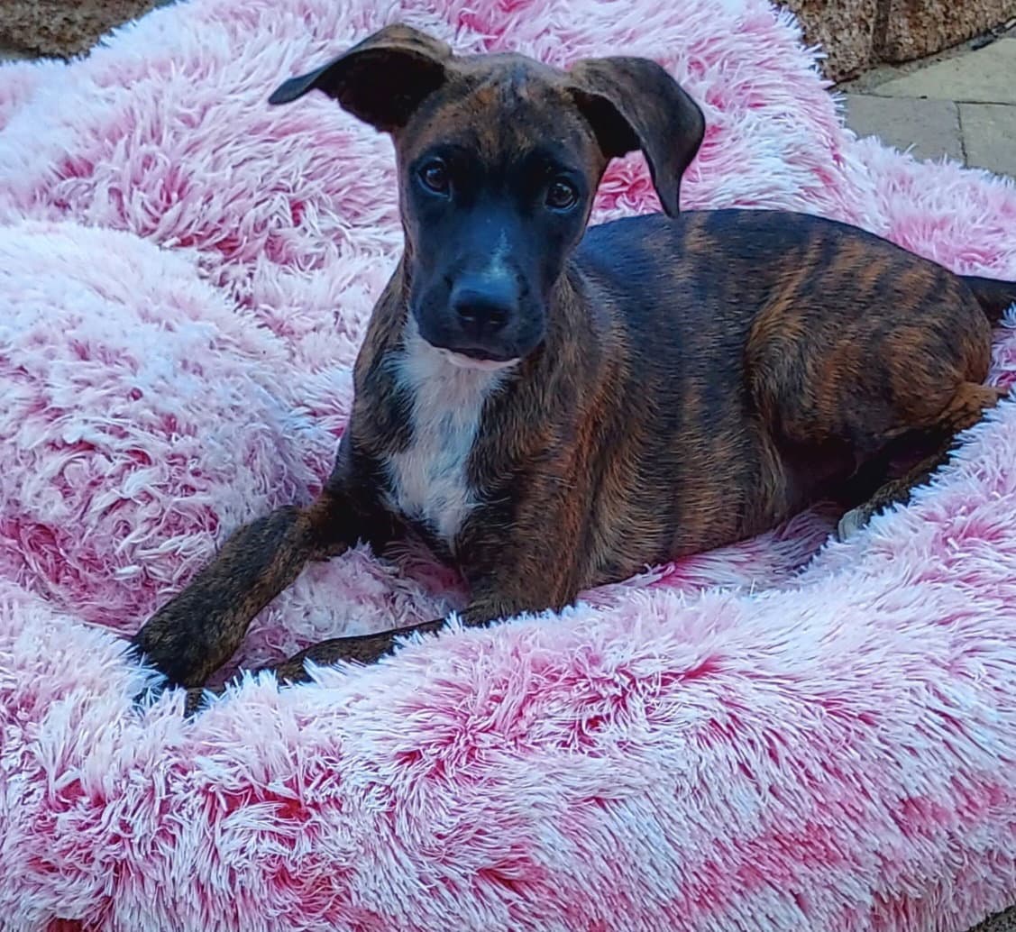 Cleo - Boxer