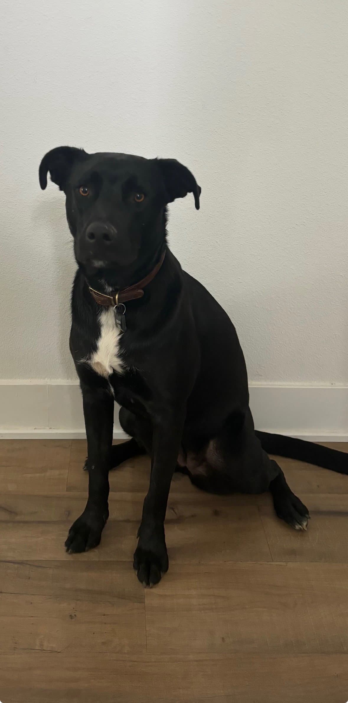 Danielle - Black Labrador Retriever
