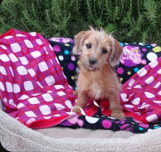 Faith - Yorkshire Terrier Yorkie