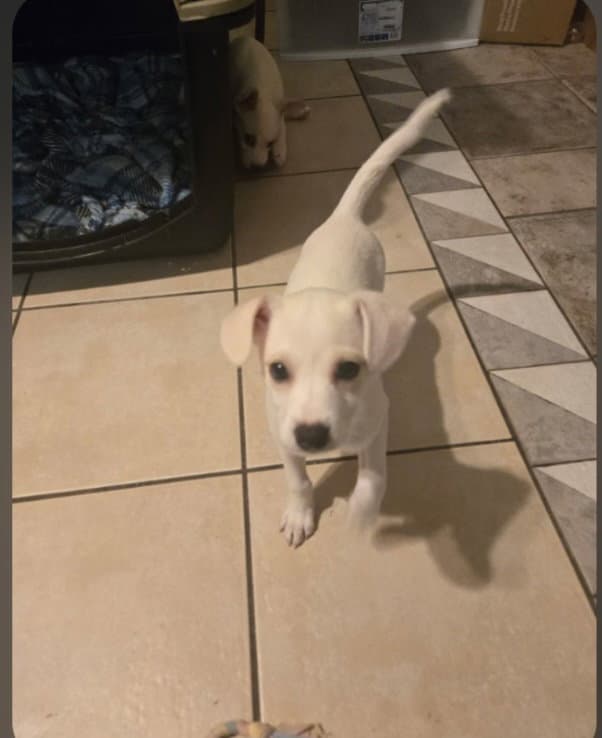 Waffles - Chihuahua