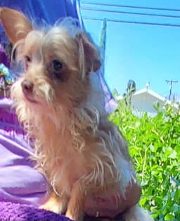 Maddie image 1