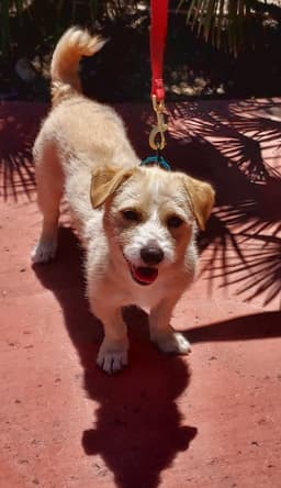 Benji image 1