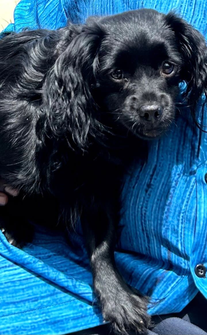 Minnie - Poodle (Miniature)
