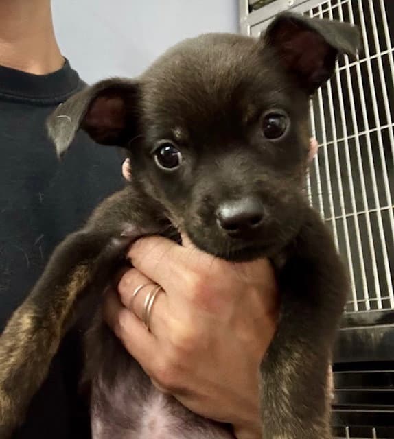Skye - Chihuahua
