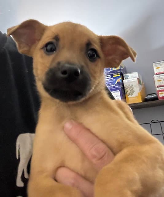 Alder - Labrador Retriever