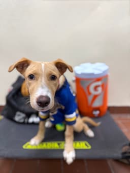 Bruno image 1