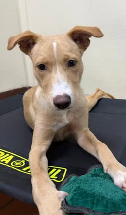 Bruno image 3