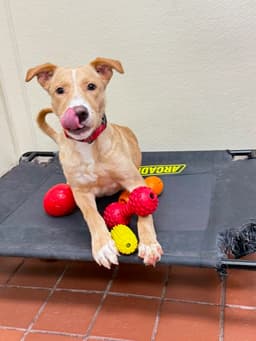 Bruno image 4
