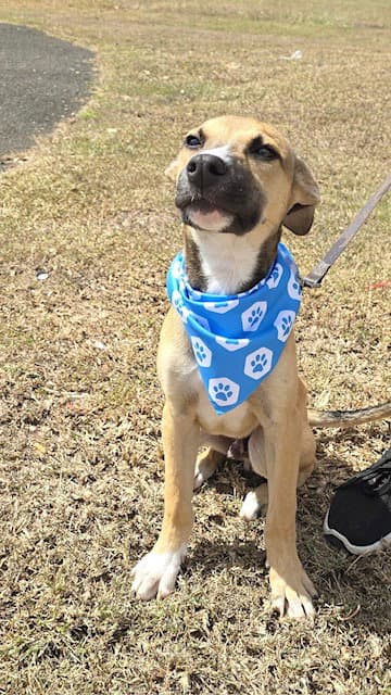 Stimpy - Shepherd
