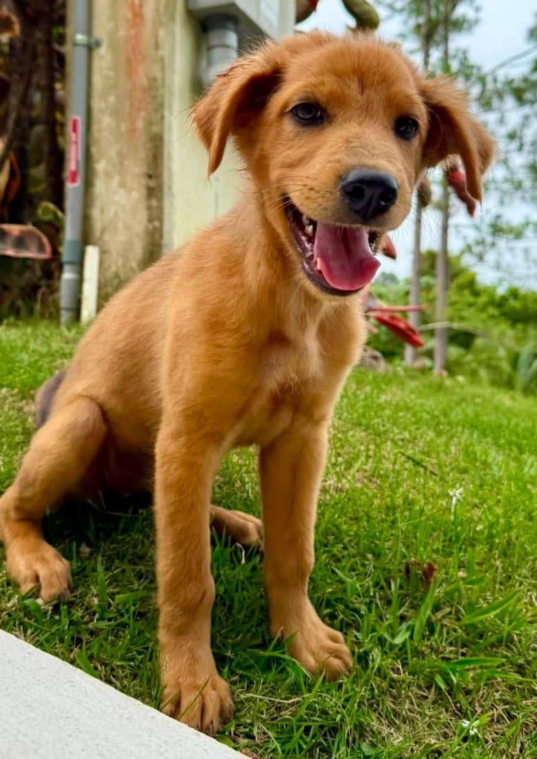 Maple - Australian Shepherd