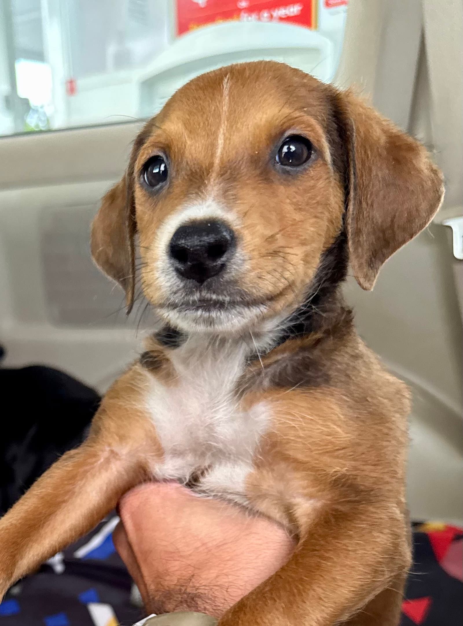 Wonton - Terrier