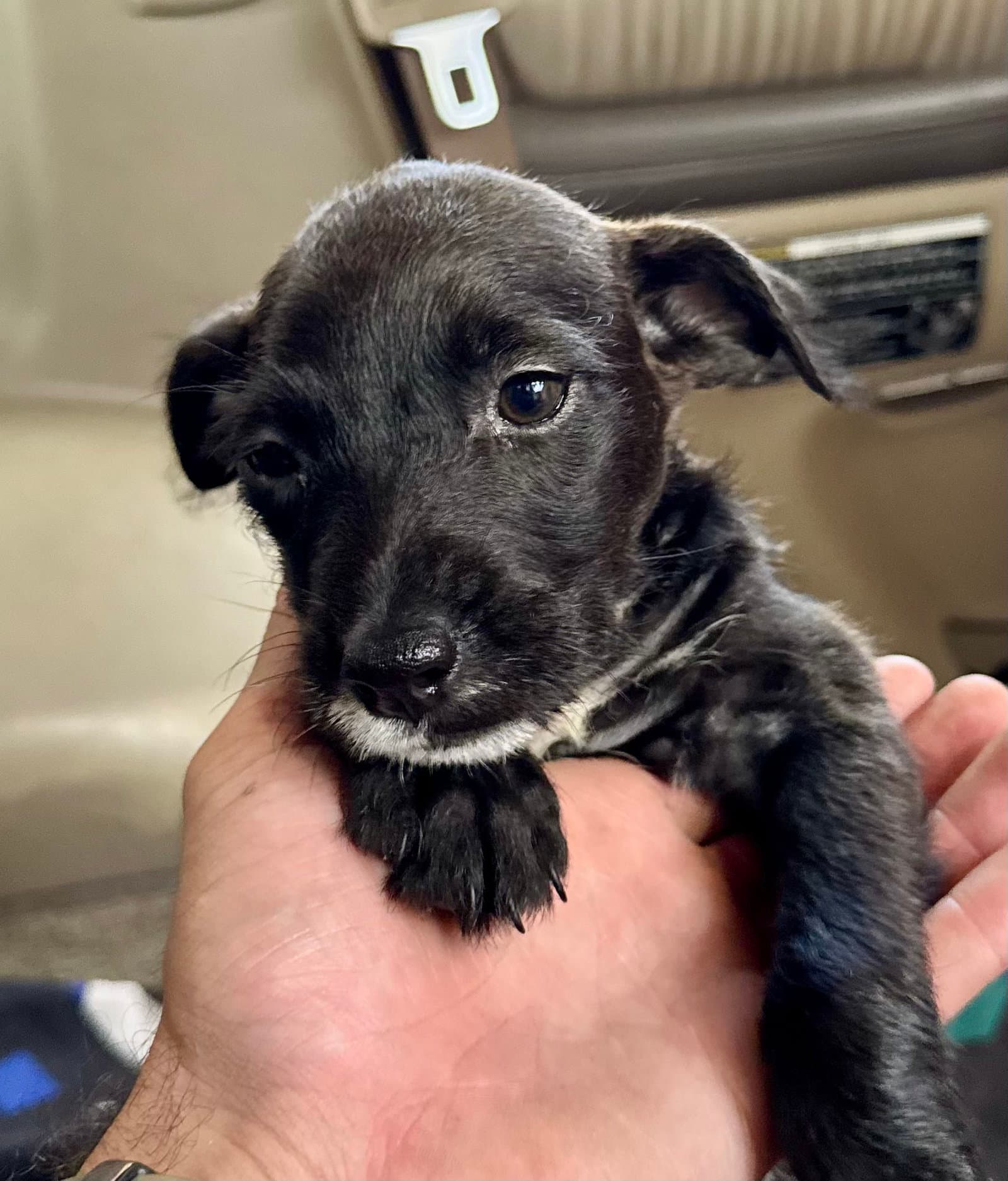 Tux - Terrier