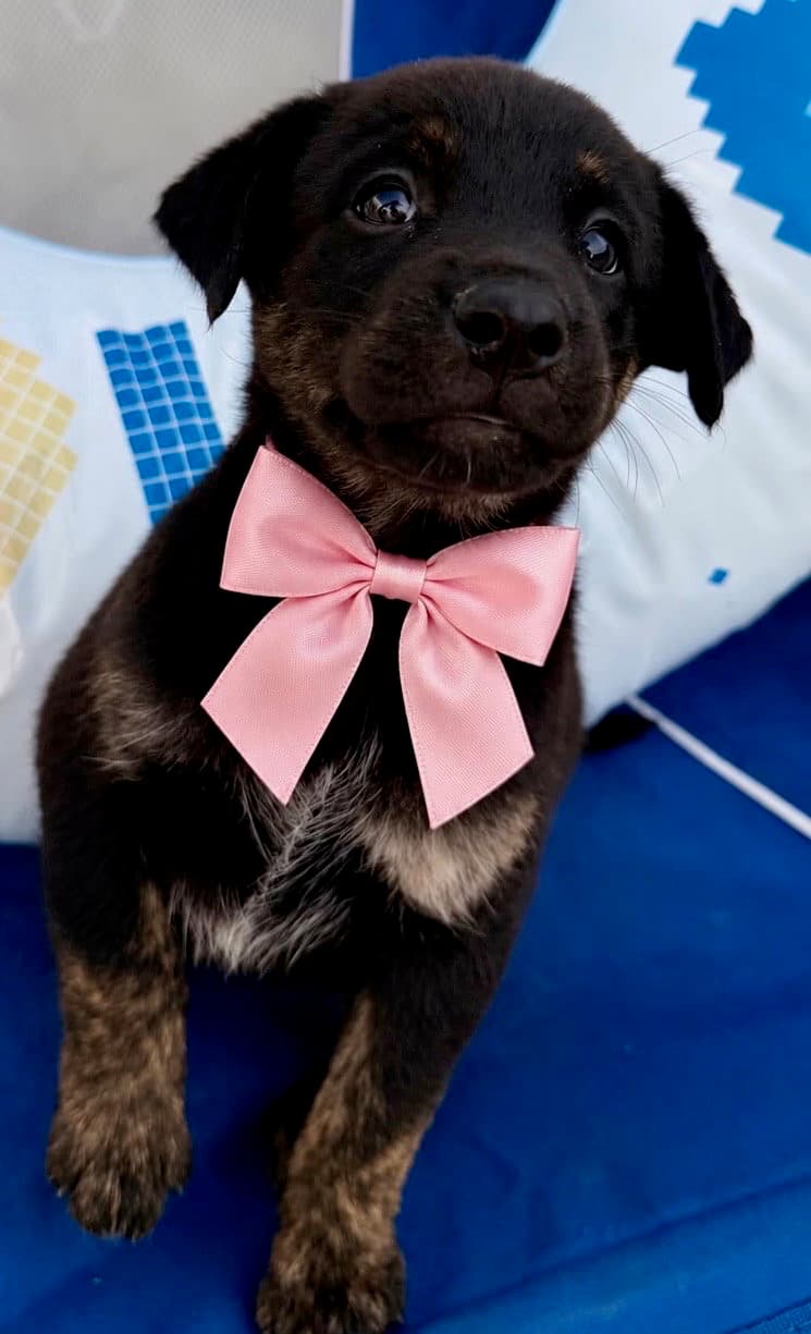 Sand - Labrador Retriever