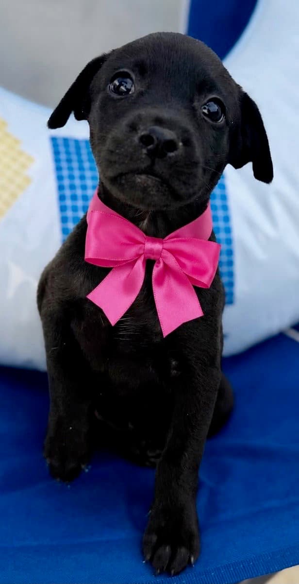 Vida - Labrador Retriever