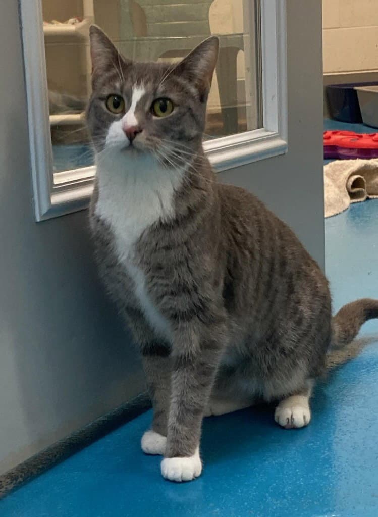 Daisy - Domestic Short Hair