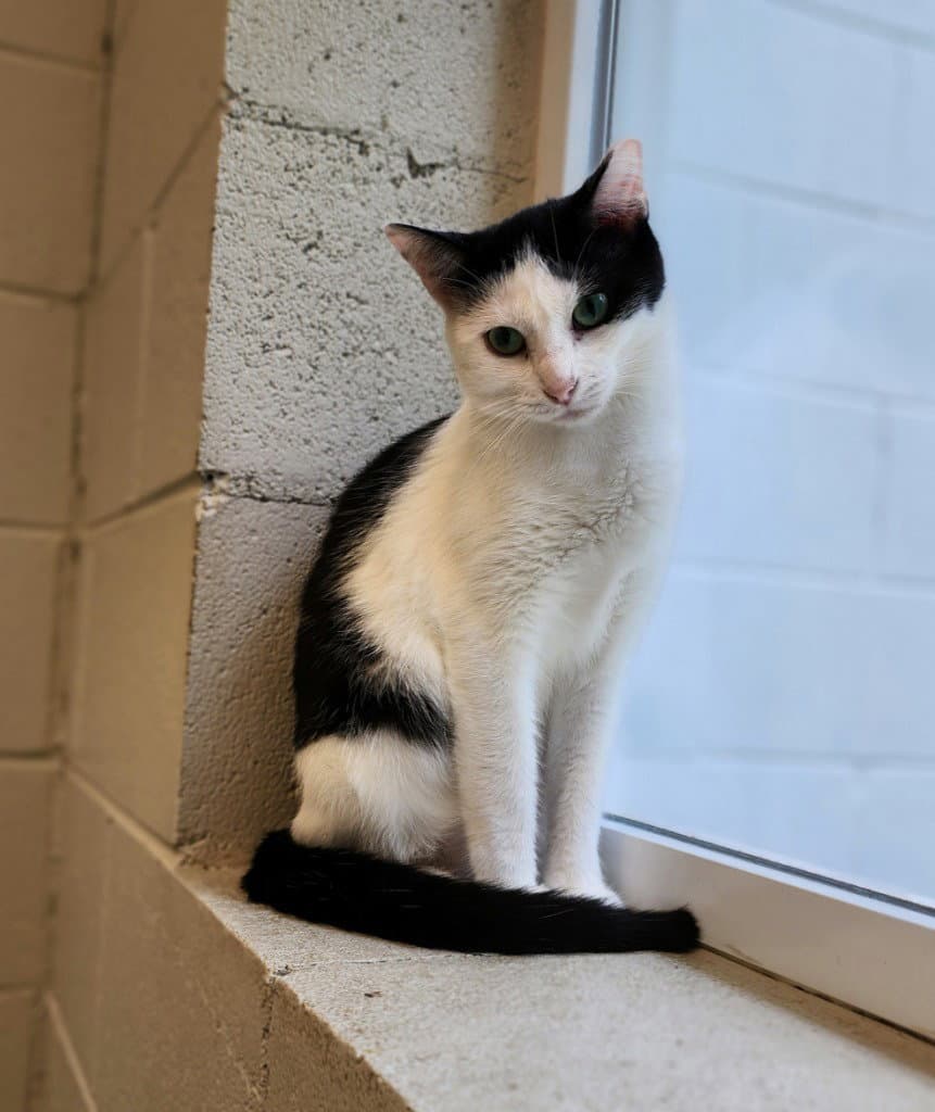 Tajin - Domestic Short Hair