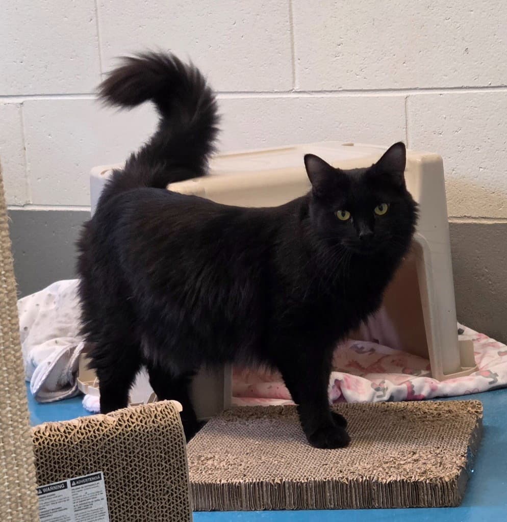 Salem - Domestic Long Hair
