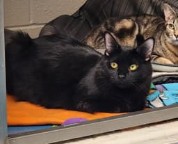 Salem image 2