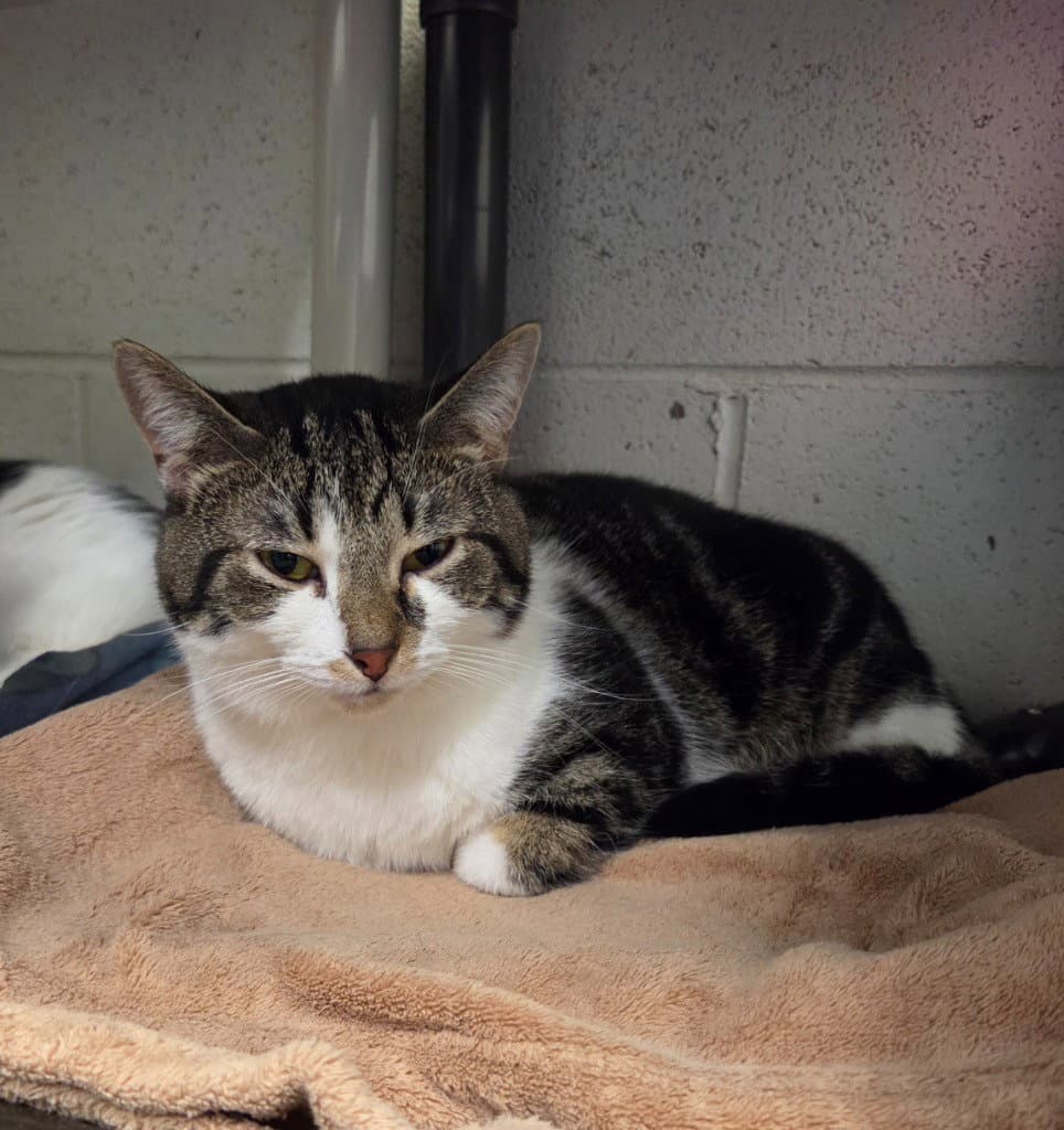 Rocco - Domestic Short Hair