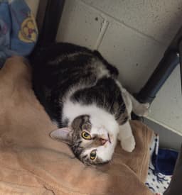 Rocco image 2