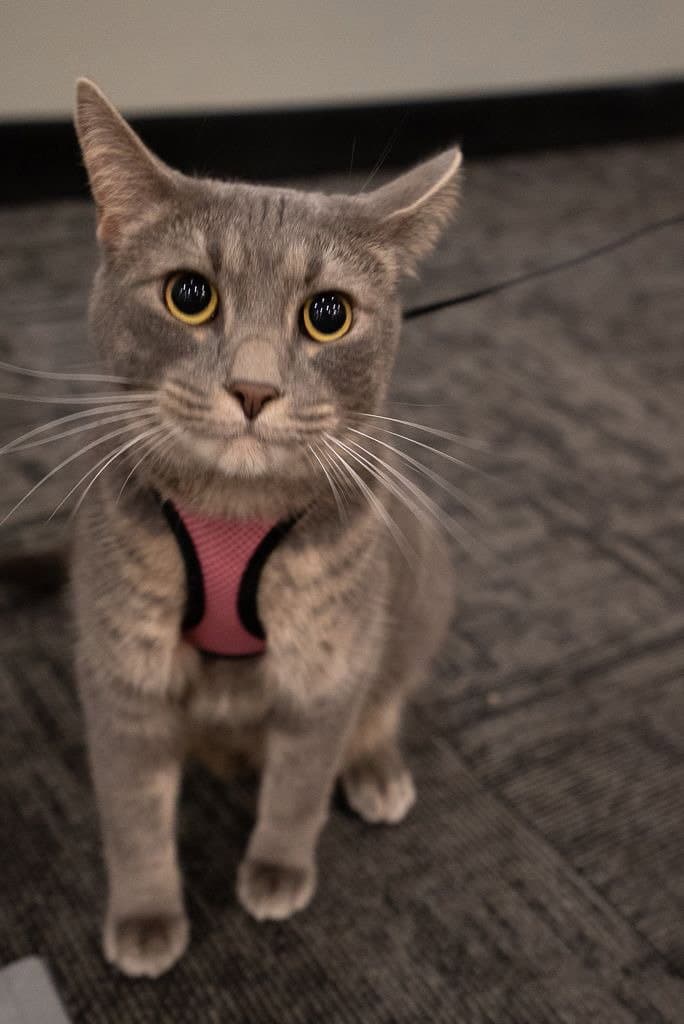 Ollie - Domestic Short Hair
