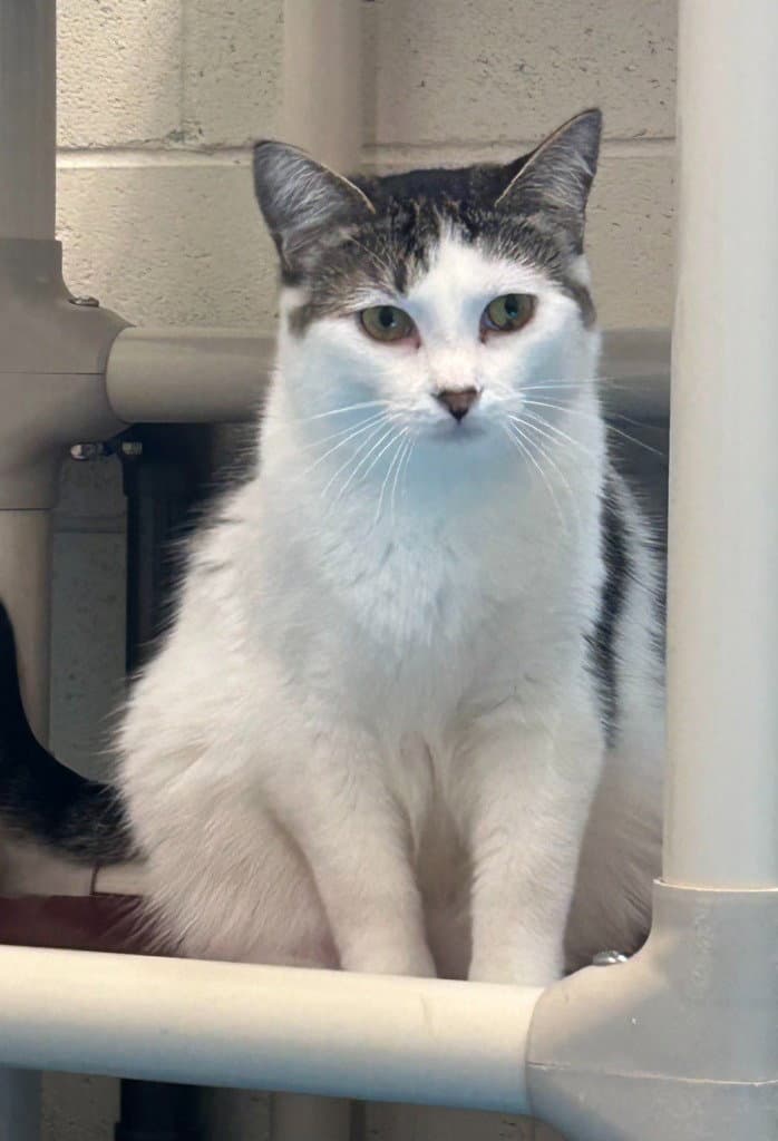 Walter - Domestic Short Hair