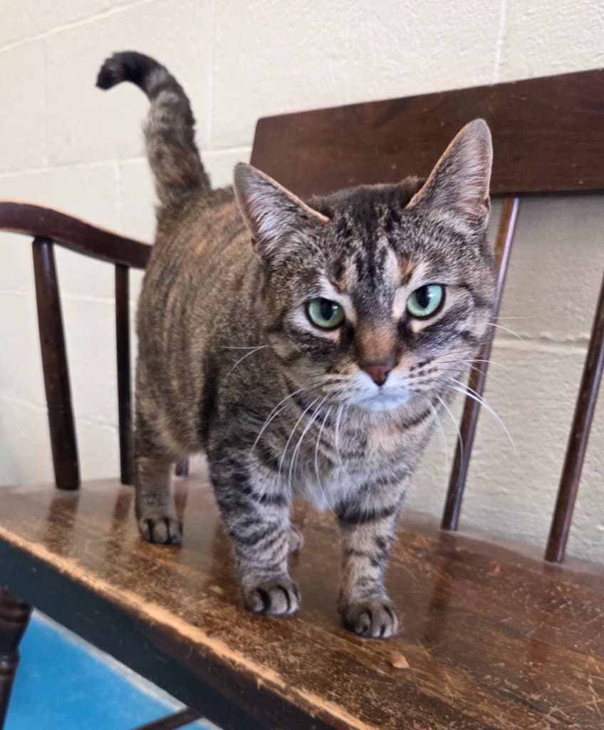 Banditt - Domestic Short Hair