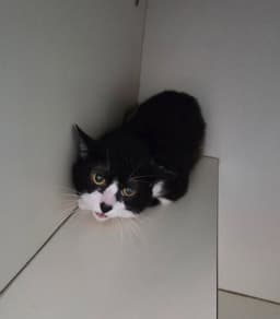 Jack image 2