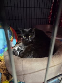 Sassie image 2