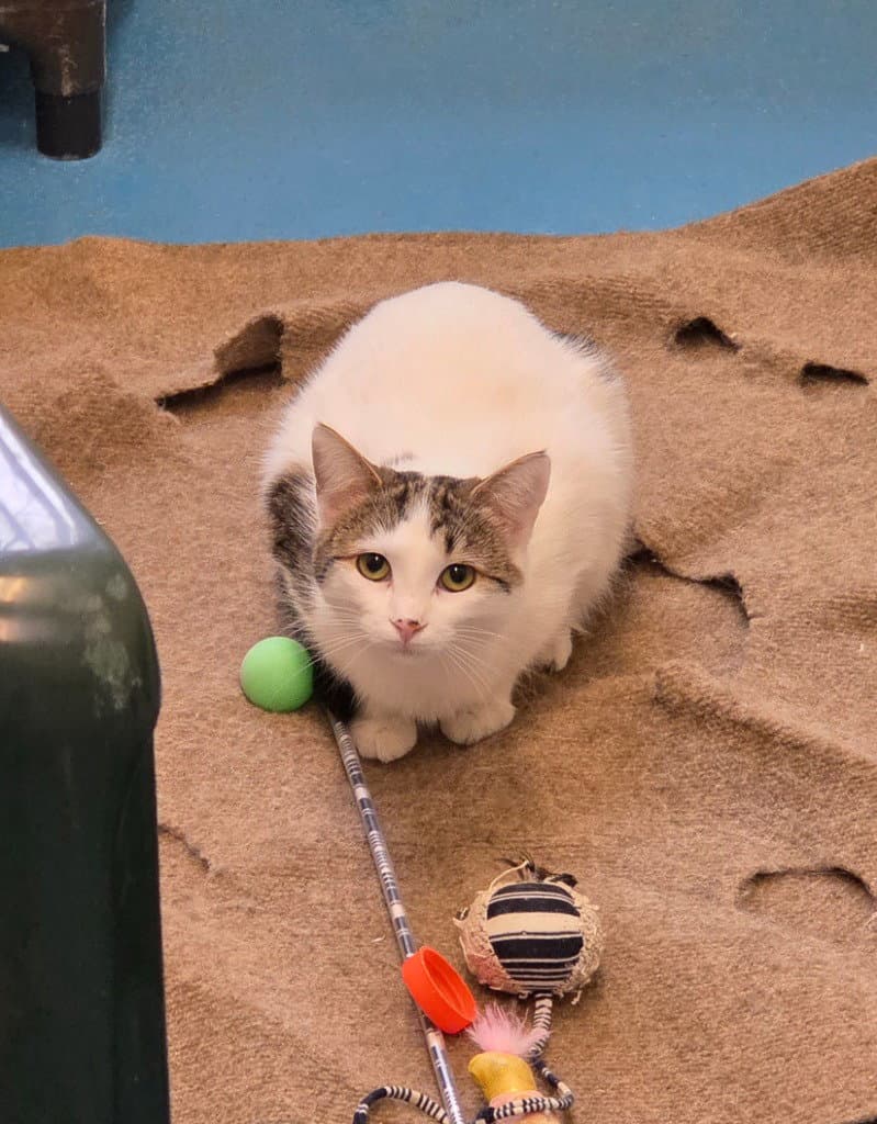 Georgia - Domestic Medium Hair