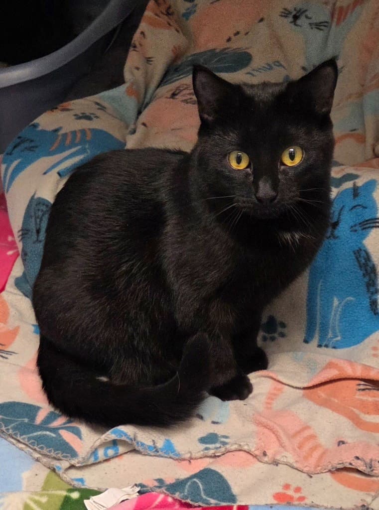 Julie - Domestic Short Hair