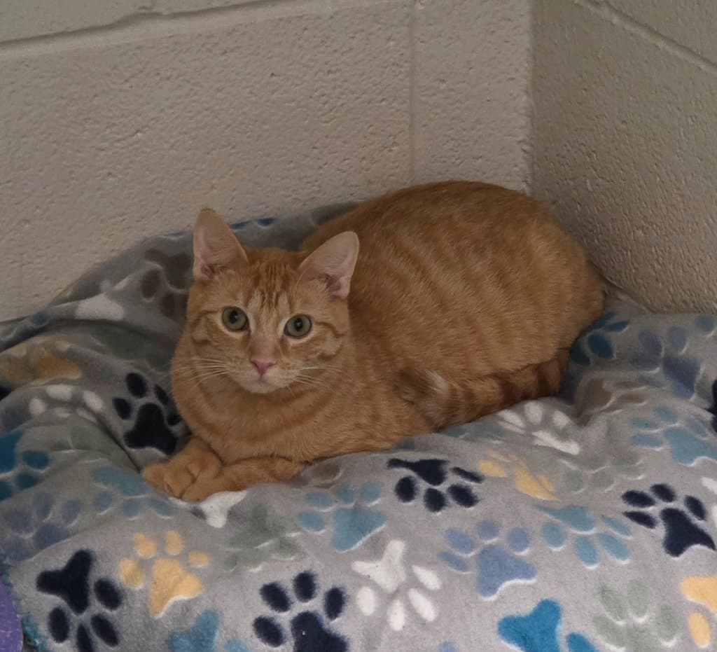 Louie - Domestic Short Hair