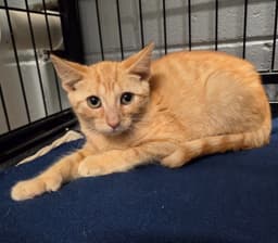 Louie image 3