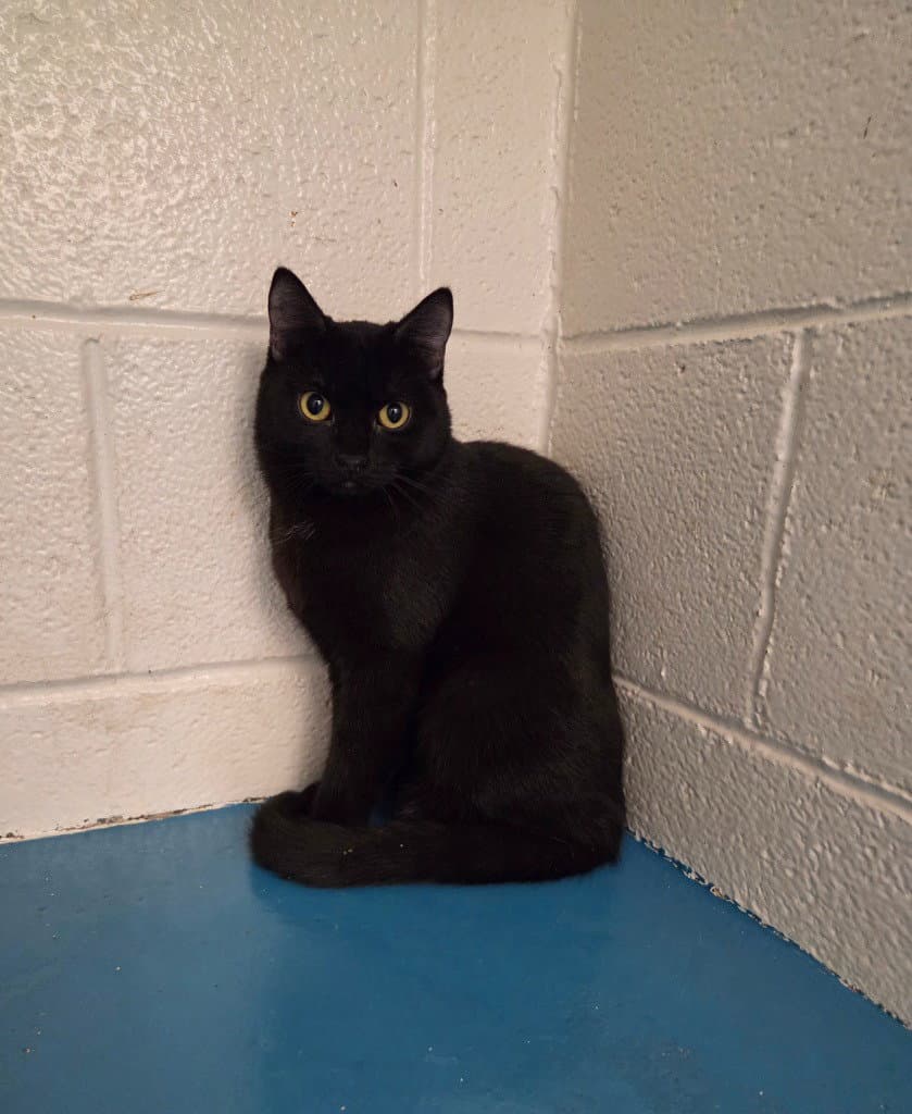 Ivy - Domestic Short Hair