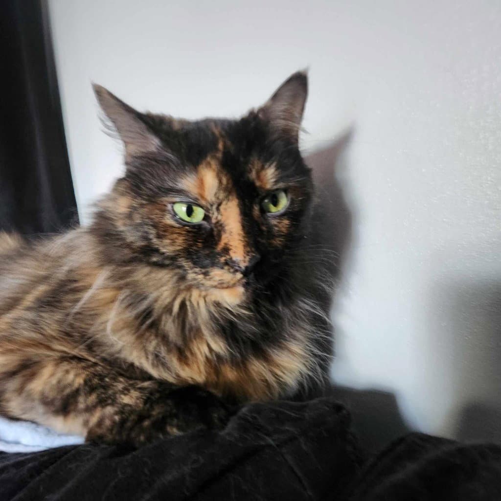 Lucie - Domestic Long Hair