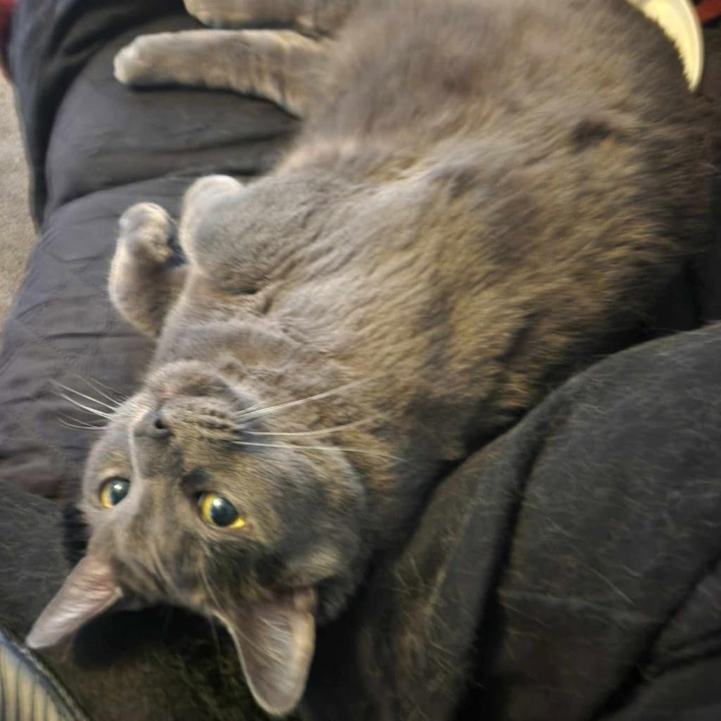 Teddi - Domestic Short Hair