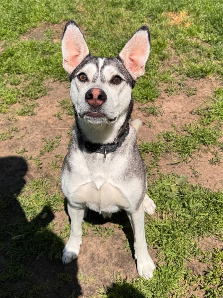 Buck - Husky
