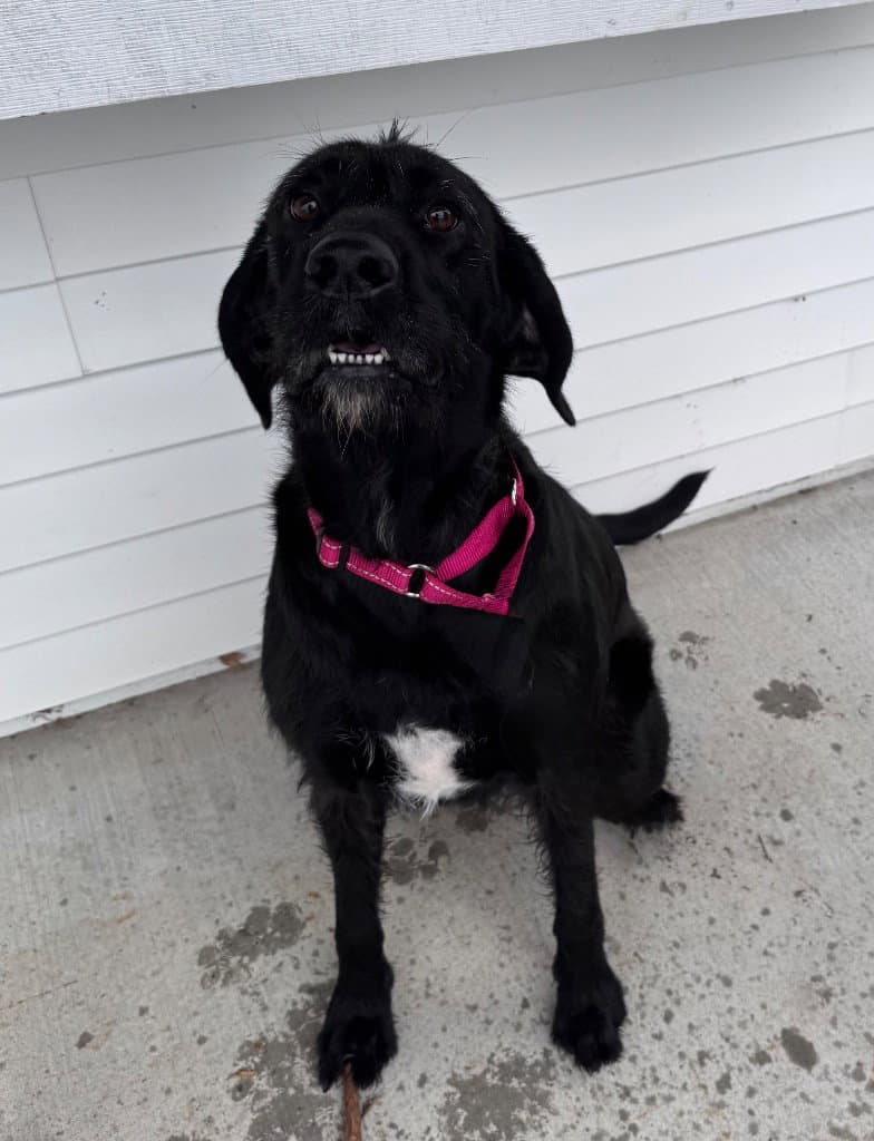 Rue - Labrador Retriever