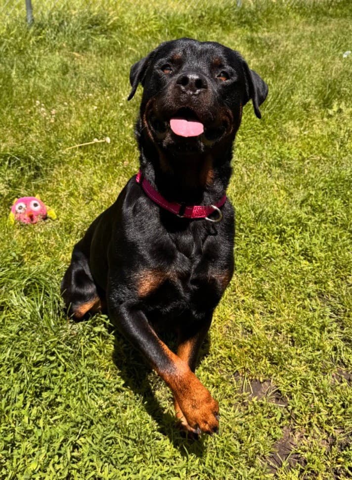 Ira - Rottweiler