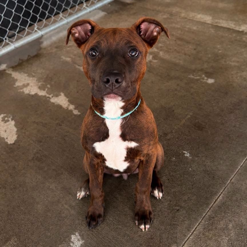 Burch - American Bulldog