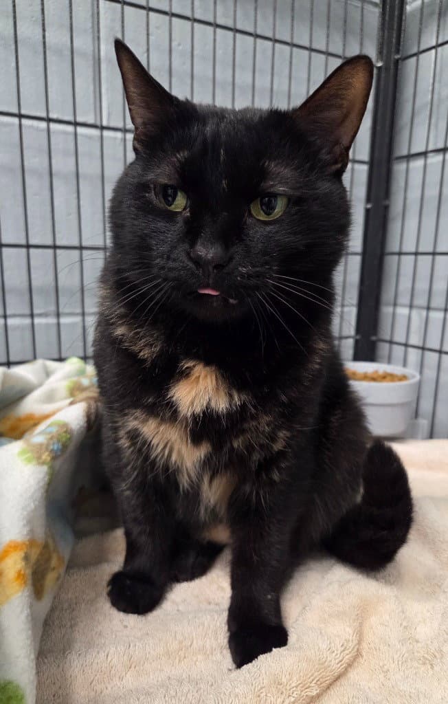 Smokey - Domestic Short Hair
