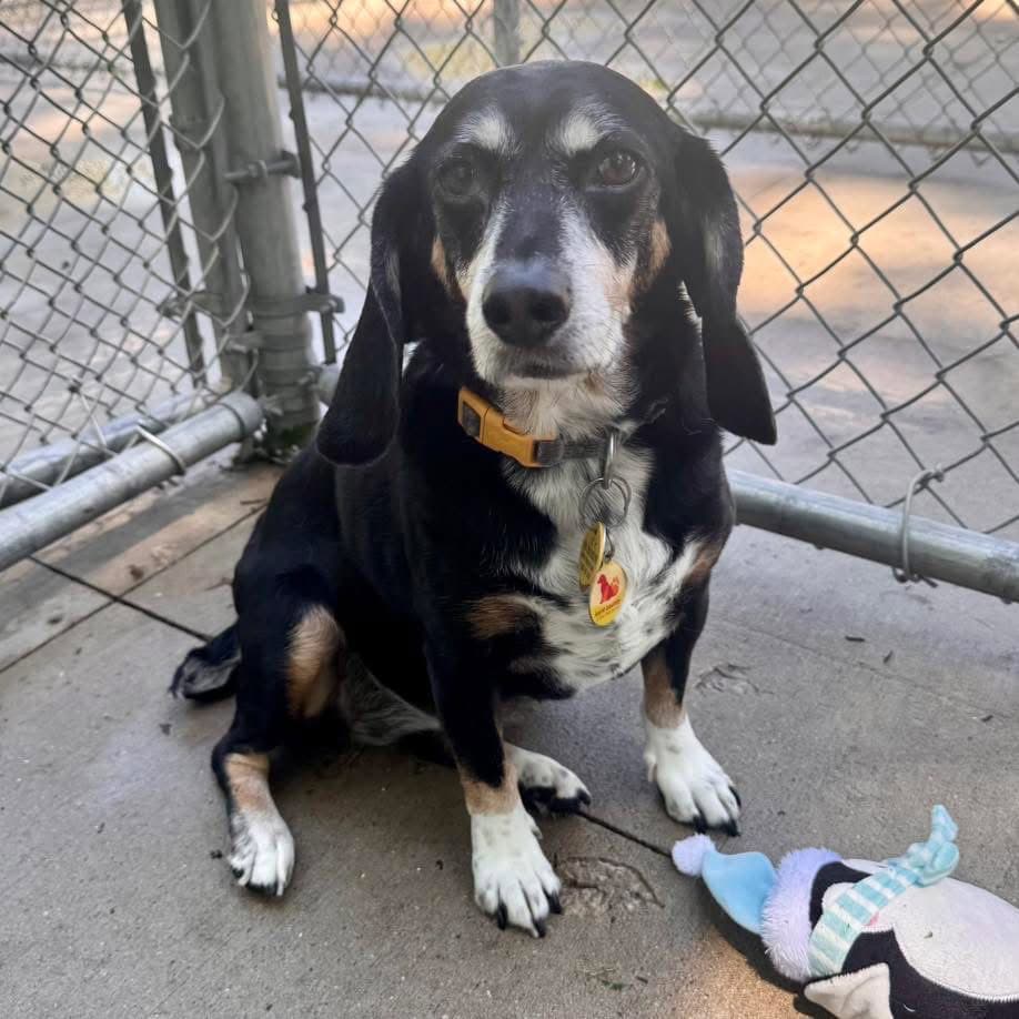 Snoopie - Beagle