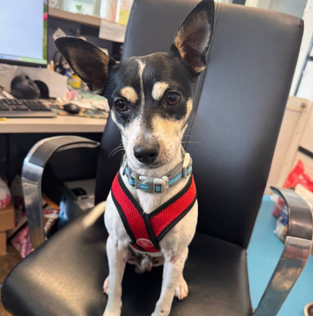 Sparky - Toy Fox Terrier