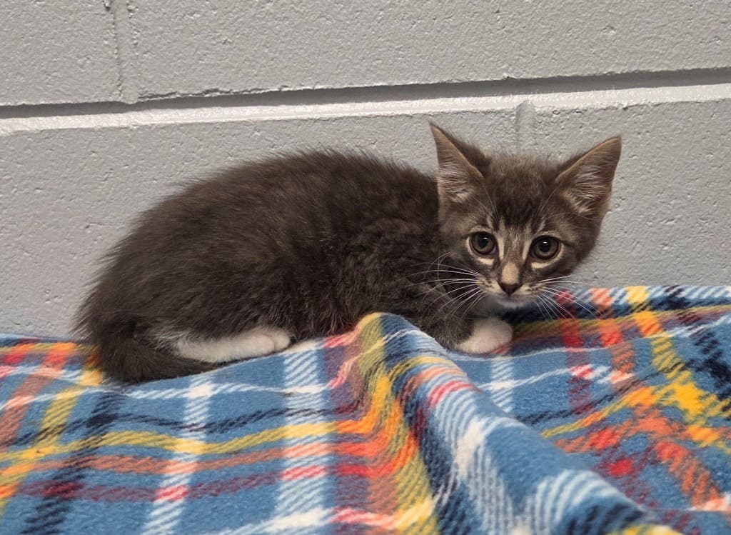 Alby - Domestic Short Hair